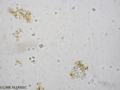 phyto/Mayotte/dzoumougne/Retenues_collinaires_de_Mayotte  2006-2009/Ankistrodesmus sp2(copy)_thumb.jpg